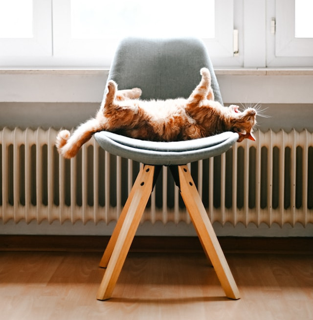 radiatoe for home heating with comfortable cat on a chair